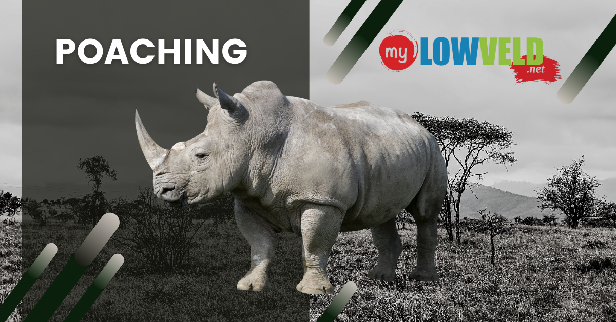 rhino poaching kruger national park SANPark tourism