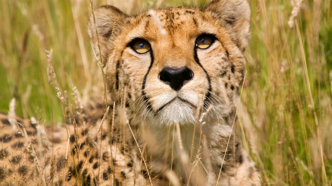 The Mpumalanga Tourism and Parks Agency (MTPA) announced that it had to euthanise a cheetah this morning after receiving a complaint from the Matsulu C community yesterday at around 21:30.