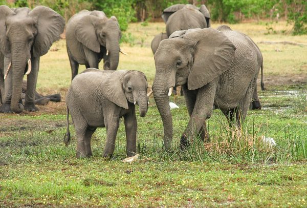 The Mpumalanga Tourism and Parks Agency (MTPA) confirms that the reported four elephants that Had been spotted at Matsulu, have been pushed back into the Kruger National Park’s Stolznek section.