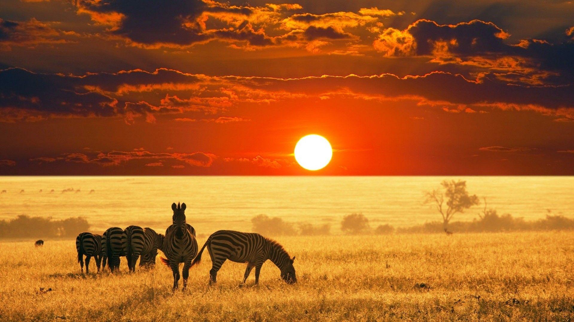 The Kruger National Park will be going cash-free from Friday at five of its entrance gates in the southern part of the park, as well as at filling stations.