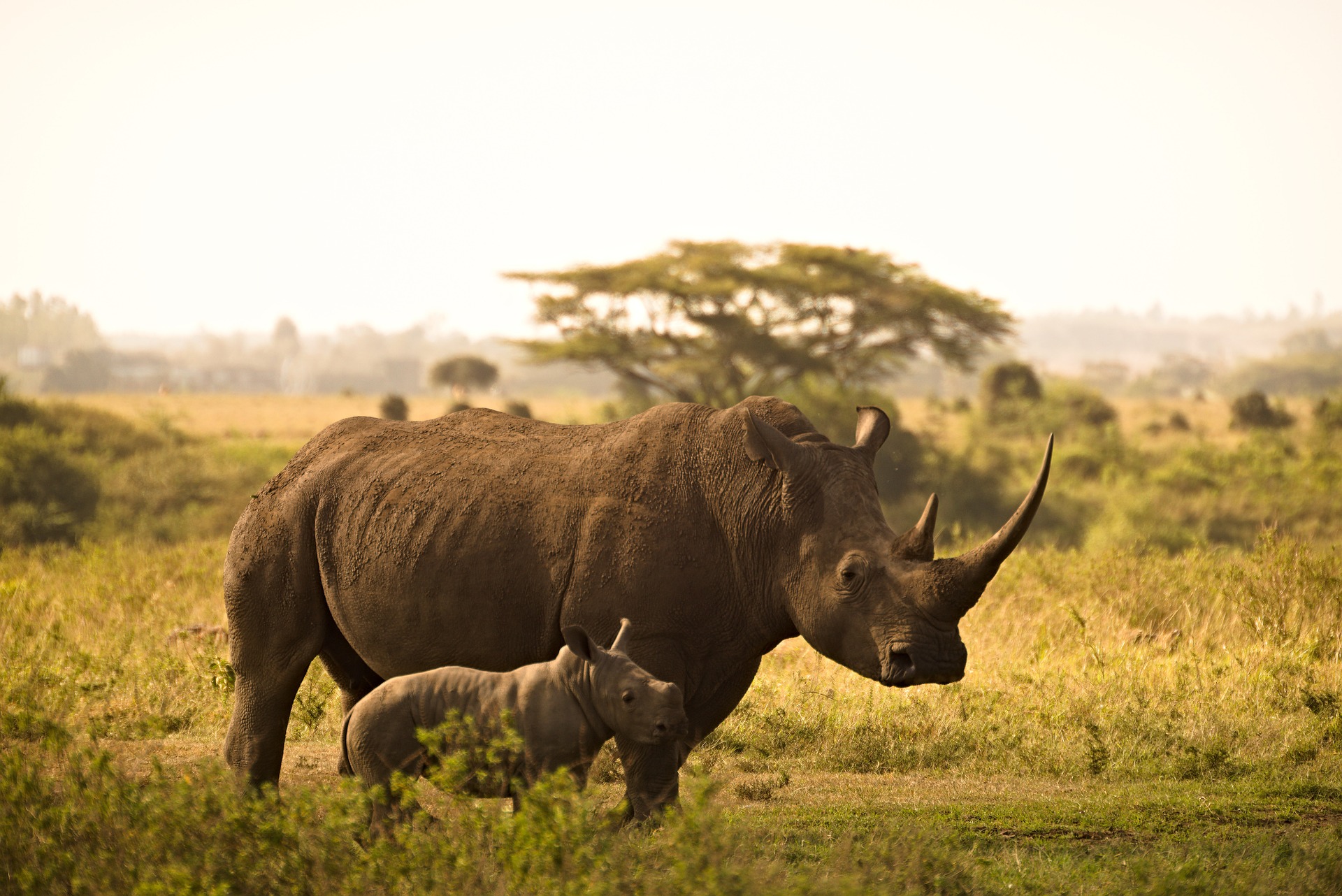 Kruger Park lost 175 rhino The latest rhino-poaching statistics released by the Department of Forestry, Fisheries and the Environment show that the Kruger National Park was the hardest hit with a loss of 175 rhino – a notable increase from the 88 that were lost in 2024 and 78 in 2023.